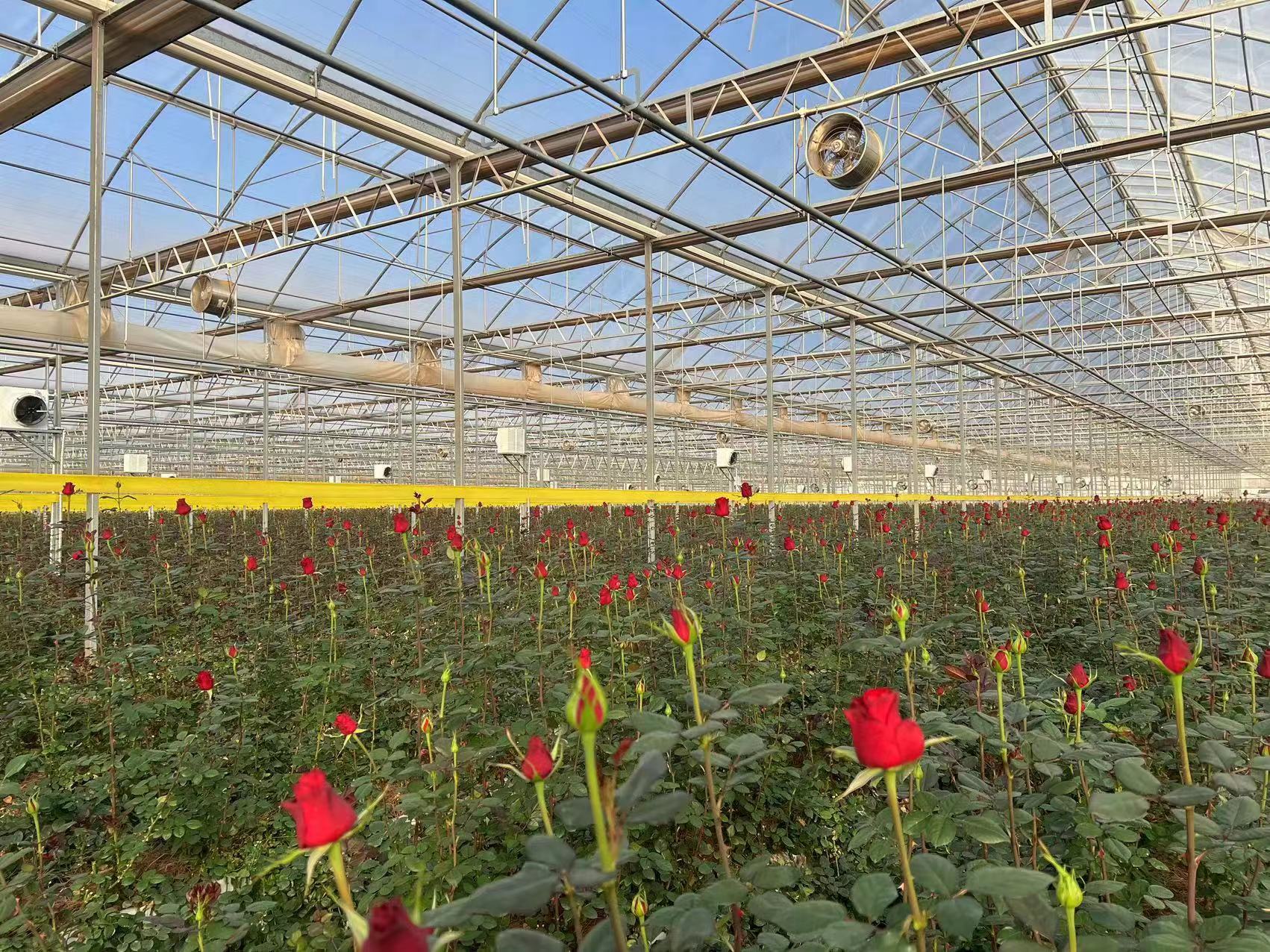 无土栽培技术与智能化温室大棚